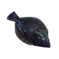 Flatfish raw
