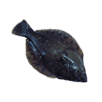 Flatfish