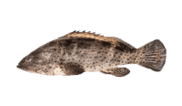 Grouper fish