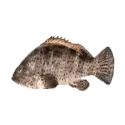 Grouper fish