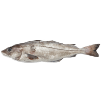 Haddock vs Halibut - Health impact and Nutrition Comparison