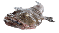 Monkfish raw