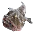 Monkfish