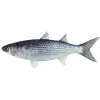 Mullet fish