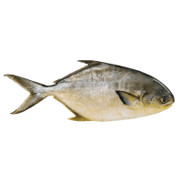 Pompano