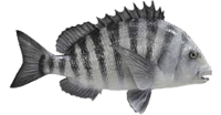 Sheepshead