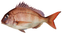 Snapper