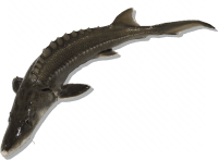 Sturgeon