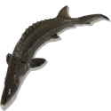 Sturgeon