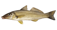 Whiting