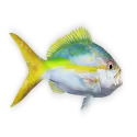 Yellowtail
