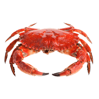 Crab