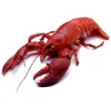 Lobster Raw