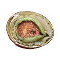 Abalone