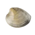 Clam