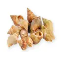 Whelk raw