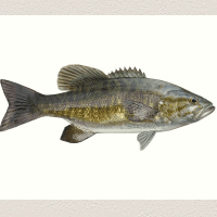 Sea bass