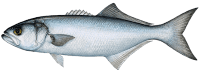 Bluefish