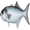 Bluefish raw