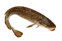 Burbot