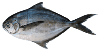 Butterfish