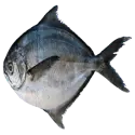 Butterfish