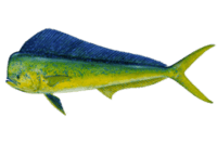 Mahimahi