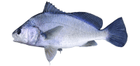 Drum fish