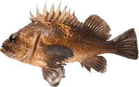 Lingcod