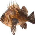 Lingcod