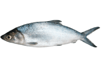 Milkfish