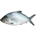Milkfish raw