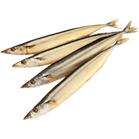 Pacific saury