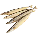 Pacific saury