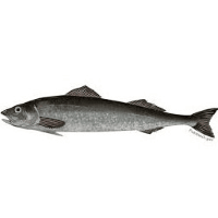 Sablefish