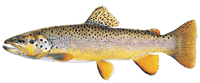 Seatrout