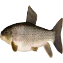 Sucker fish