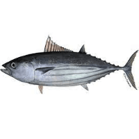 Skipjack tuna