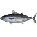 Skipjack tuna