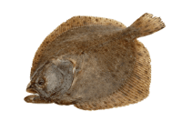 Turbot