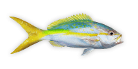 Yellowtail