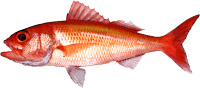 Orange roughy