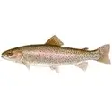 Trout