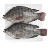 Tilapia