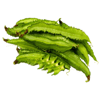 Winged beans raw