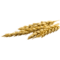 Barley