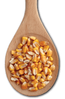 Corn grain