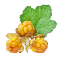 Cloudberry