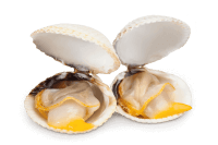 Cockles