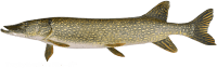 Pike